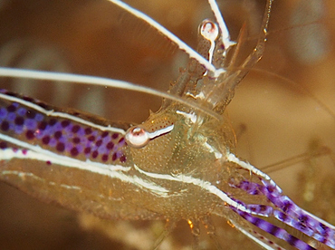 Pederson Cleaner Shrimp - Ancylomenes pedersoni - Roatan, Honduras