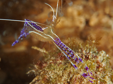Pederson Cleaner Shrimp - Ancylomenes pedersoni - Roatan, Honduras