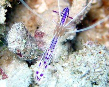 Pederson Cleaner Shrimp - Ancylomenes pedersoni - Nassau, Bahamas