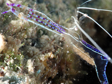 Pederson Cleaner Shrimp - Ancylomenes pedersoni - Turks and Caicos