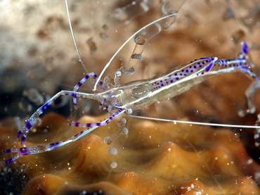 Pederson Cleaner Shrimp - Ancylomenes pedersoni - Turks and Caicos