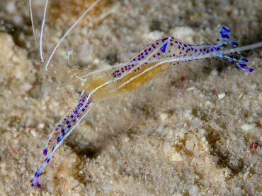 Pederson Cleaner Shrimp - Ancylomenes pedersoni - Bonaire