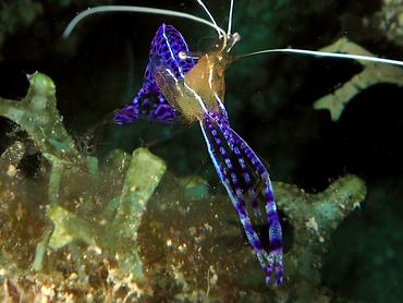 Pederson Cleaner Shrimp - Ancylomenes pedersoni - British Virgin Islands