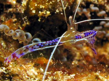 Pederson Cleaner Shrimp - Ancylomenes pedersoni - Aruba