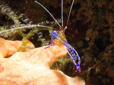 Pederson Cleaner Shrimp - Ancylomenes pedersoni - Aruba