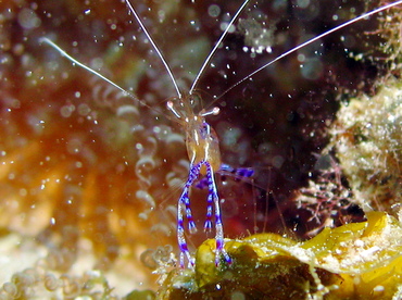 Pederson Cleaner Shrimp - Ancylomenes pedersoni - Grand Cayman