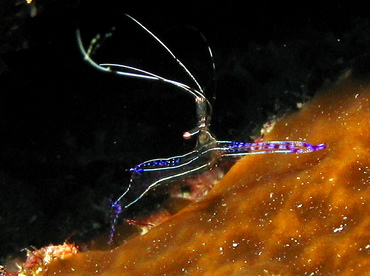 Pederson Cleaner Shrimp - Ancylomenes pedersoni - Grand Cayman