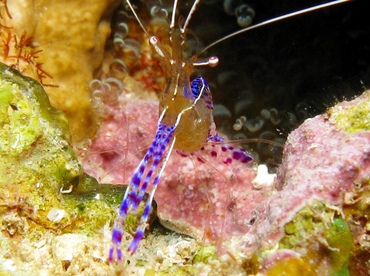Pederson Cleaner Shrimp - Ancylomenes pedersoni - Belize