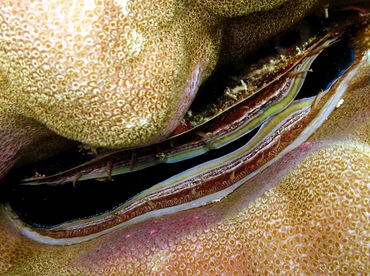 Iridescent Scallop - Pedum spondyloideum - Yap, Micronesia