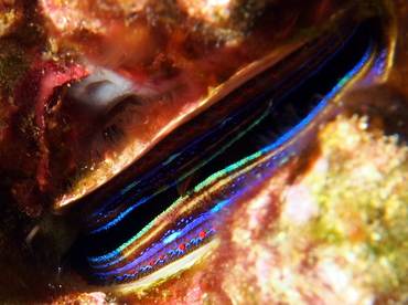 Iridescent Scallop - Pedum spondyloideum - Fiji