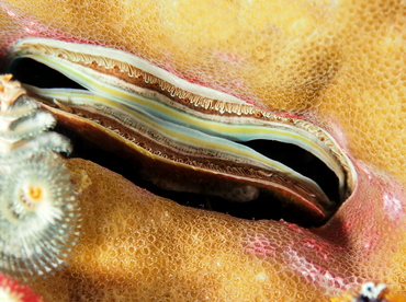 Iridescent Scallop - Pedum spondyloideum - Anilao, Philippines