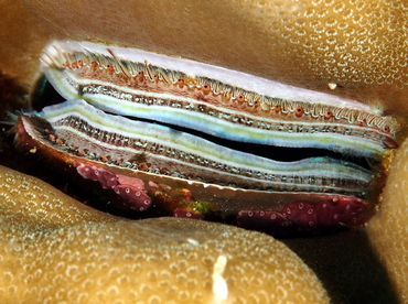 Iridescent Scallop - Pedum spondyloideum - Palau