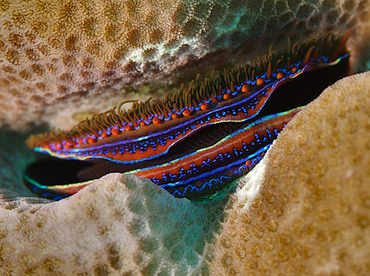 Iridescent Scallop - Pedum spondyloideum - Wakatobi, Indonesia