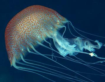 Warty Jellyfish - Pelagia noctiluca - British Virgin Islands