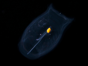 Salpa spp. - Salpa spp. - Big Island, Hawaii