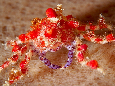 Cryptic Teardrop Crab - Pelia mutica - Belize