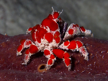 Cryptic Teardrop Crab - Pelia mutica - Bonaire