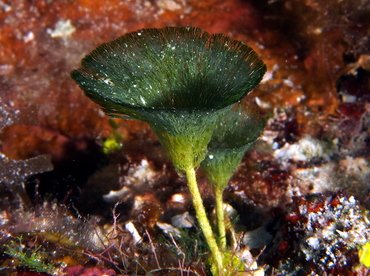 Flat-Top Bristle Brush - Penicillus Pyriformis - Cozumel, Mexico