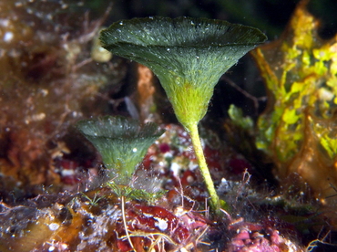 Flat-Top Bristle Brush - Penicillus Pyriformis - Cozumel, Mexico