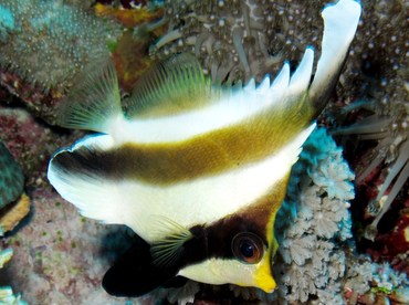 Pennant Bannerfish - Heniochus chrysostomus - Yap, Micronesia