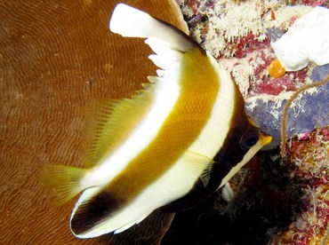 Pennant Bannerfish - Heniochus chrysostomus - Palau