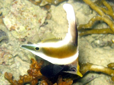 Pennant Bannerfish - Heniochus chrysostomus - Palau