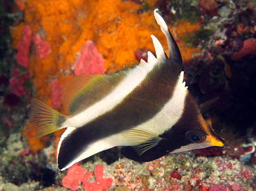 Pennant Bannerfish - Heniochus chrysostomus - Wakatobi, Indonesia