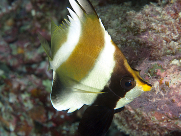 Pennant Bannerfish - Heniochus chrysostomus - Great Barrier Reef, Australia