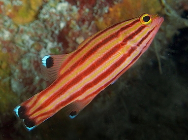 Peppermint Basslet - Liopropoma rubre - Cozumel, Mexico