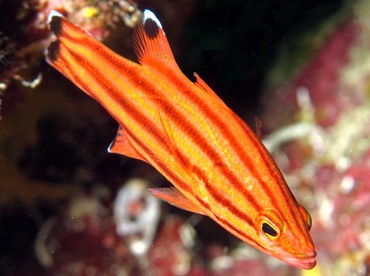 Peppermint Basslet - Liopropoma rubre - Nassau, Bahamas