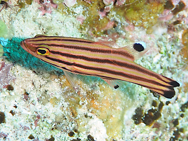 Peppermint Basslet - Liopropoma rubre - Cozumel, Mexico