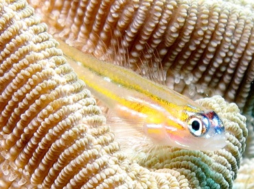 Peppermint Goby - Coryphopterus lipernes - Bonaire