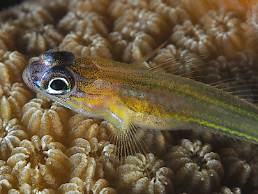 Peppermint Goby - Coryphopterus lipernes - Bonaire