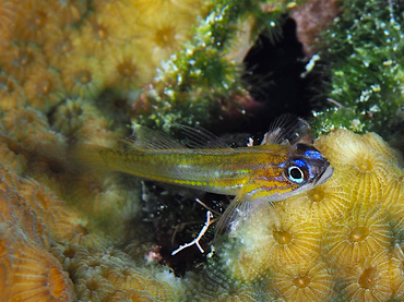 Peppermint Goby - Coryphopterus lipernes - Bonaire