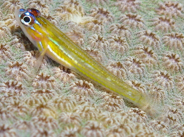 Peppermint Goby - Coryphopterus lipernes - Grand Cayman