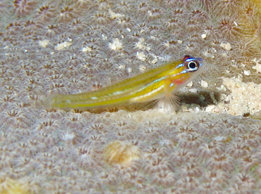 Peppermint Goby - Coryphopterus lipernes - Grand Cayman