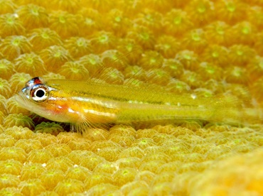 Peppermint Goby - Coryphopterus lipernes - Bonaire