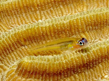 Peppermint Goby - Coryphopterus lipernes - Bonaire