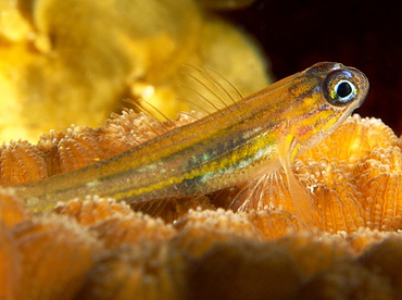 Peppermint Goby - Coryphopterus lipernes - Turks and Caicos