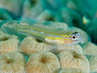 Peppermint Goby - Coryphopterus lipernes - Bonaire