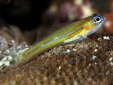 Peppermint Goby - Coryphopterus lipernes - Bonaire