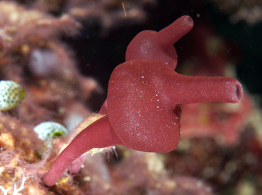 Pericharax sp. 1 - Pericharax sp. 1 - Wakatobi, Indonesia