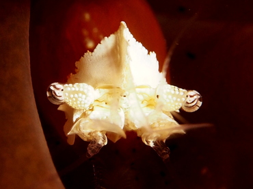 Mushroom Coral Shrimp - Cuapetes kororensis - Lembeh Strait, Indonesia