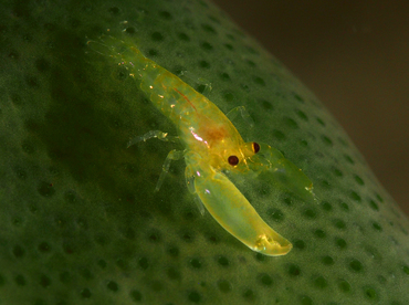 Periclimenaeus storchi - Periclimenaeus storchi - Anilao, Philippines