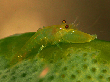 Periclimenaeus storchi - Periclimenaeus storchi - Anilao, Philippines