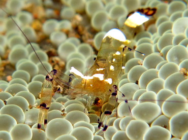 Peacock-Tail Anemone Shrimp - Periclimenes brevicarpalis - Dumaguete, Philippines