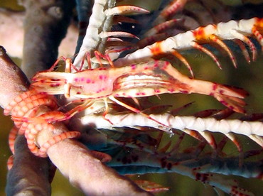 Red and White Crinoid Shrimp - Periclimenes cf. meyeri - Nassau, Bahamas