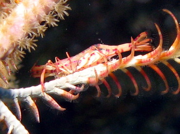 Red and White Crinoid Shrimp - Periclimenes cf. meyeri - Nassau, Bahamas