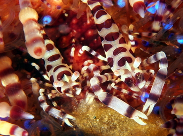 Coleman Shrimp - Periclimenes colemani - Anilao, Philippines