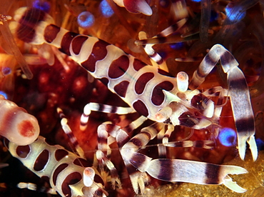 Coleman Shrimp - Periclimenes colemani - Anilao, Philippines